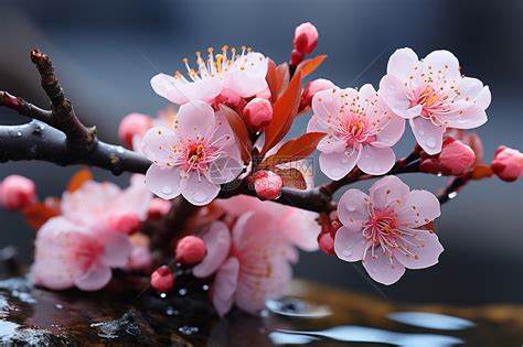 桃花風水|桃花水法と桃花位の出し方や桃花風水の花と花瓶の選。